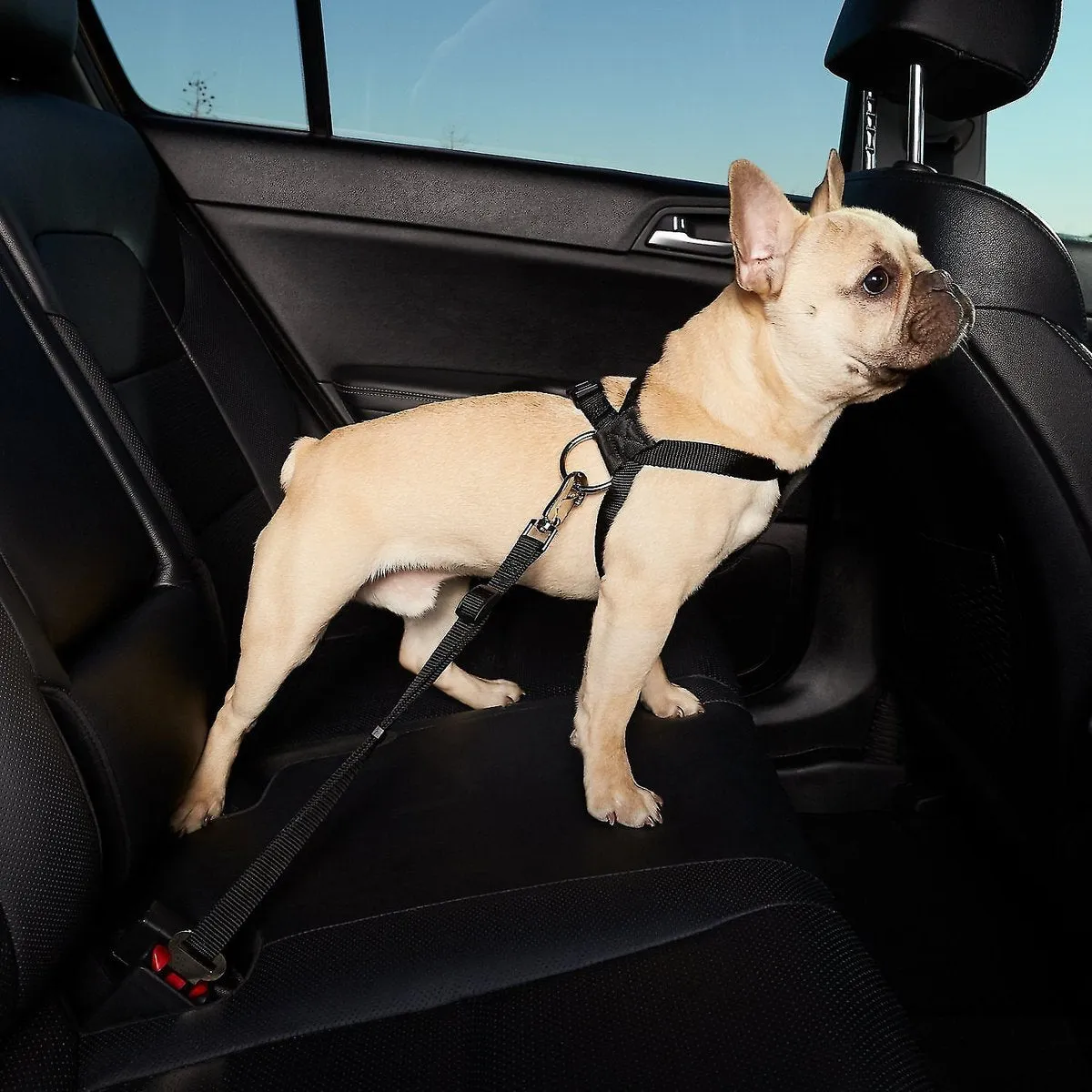 Dog Seat Belt - Crash Tested Safety Dog Car Harness