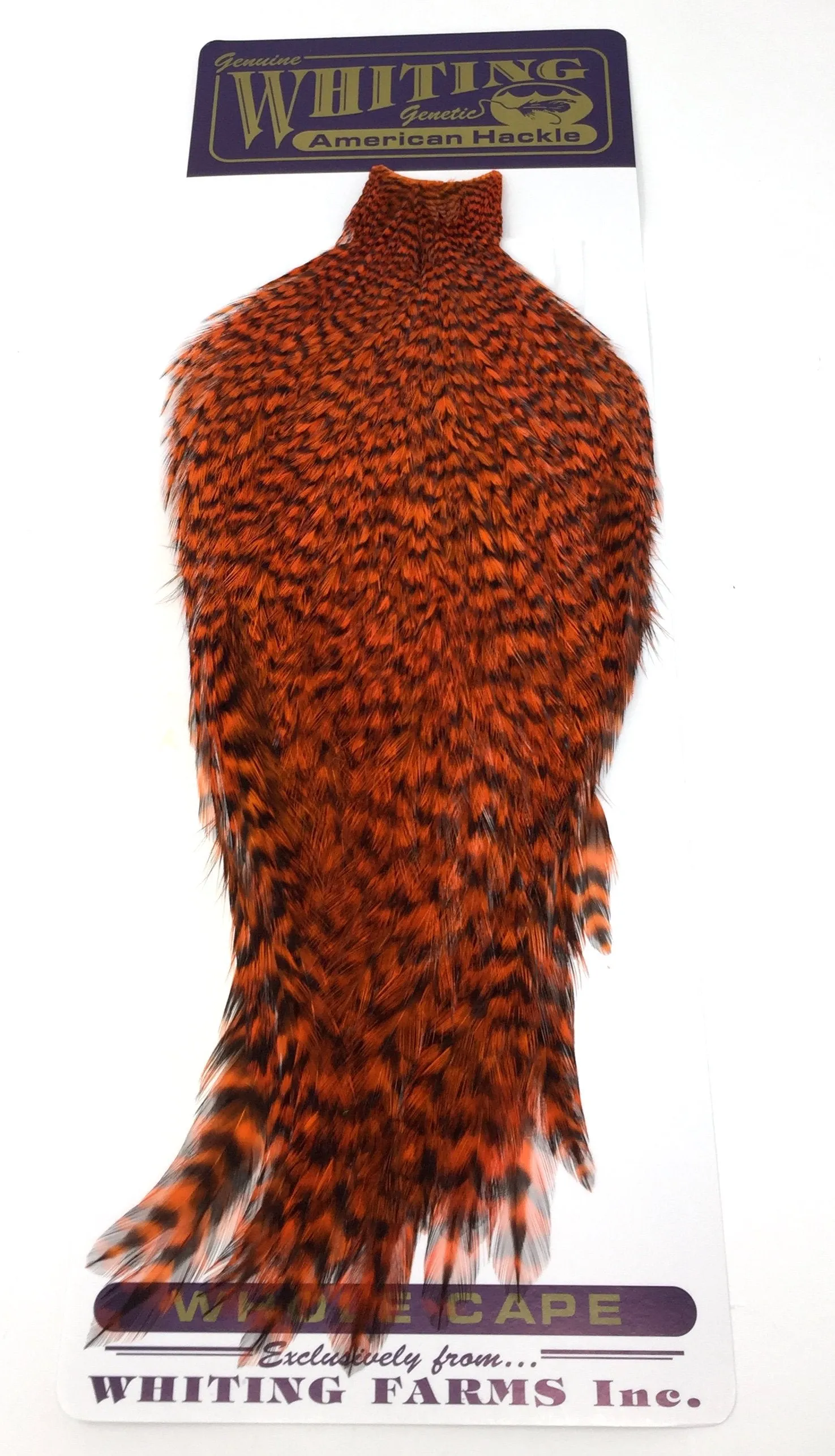 Whiting American Rooster Cape
