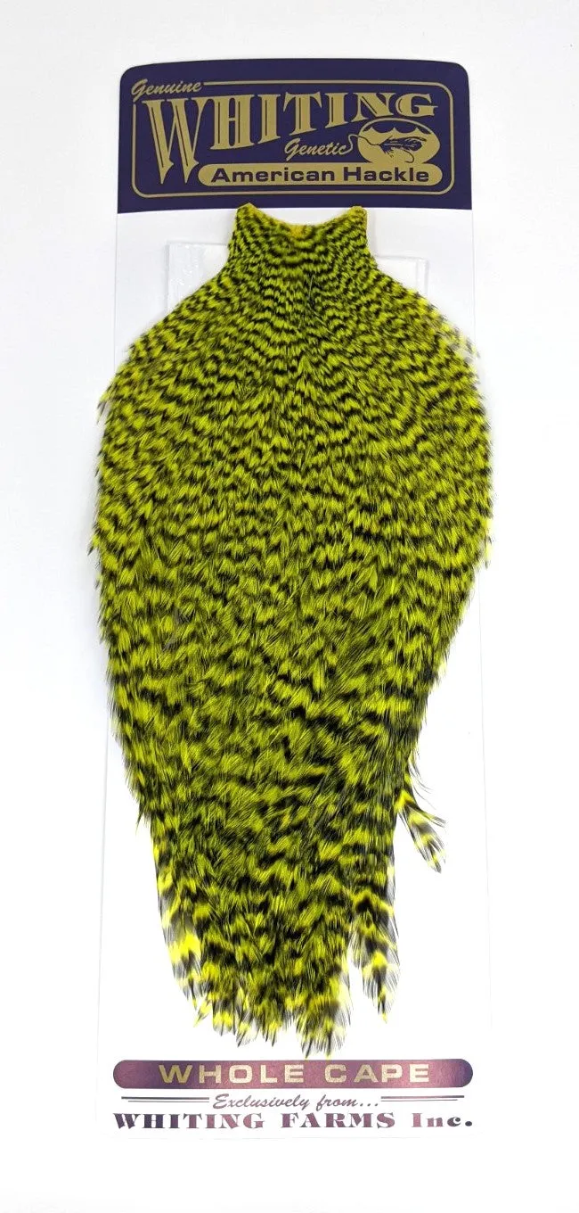 Whiting American Rooster Cape