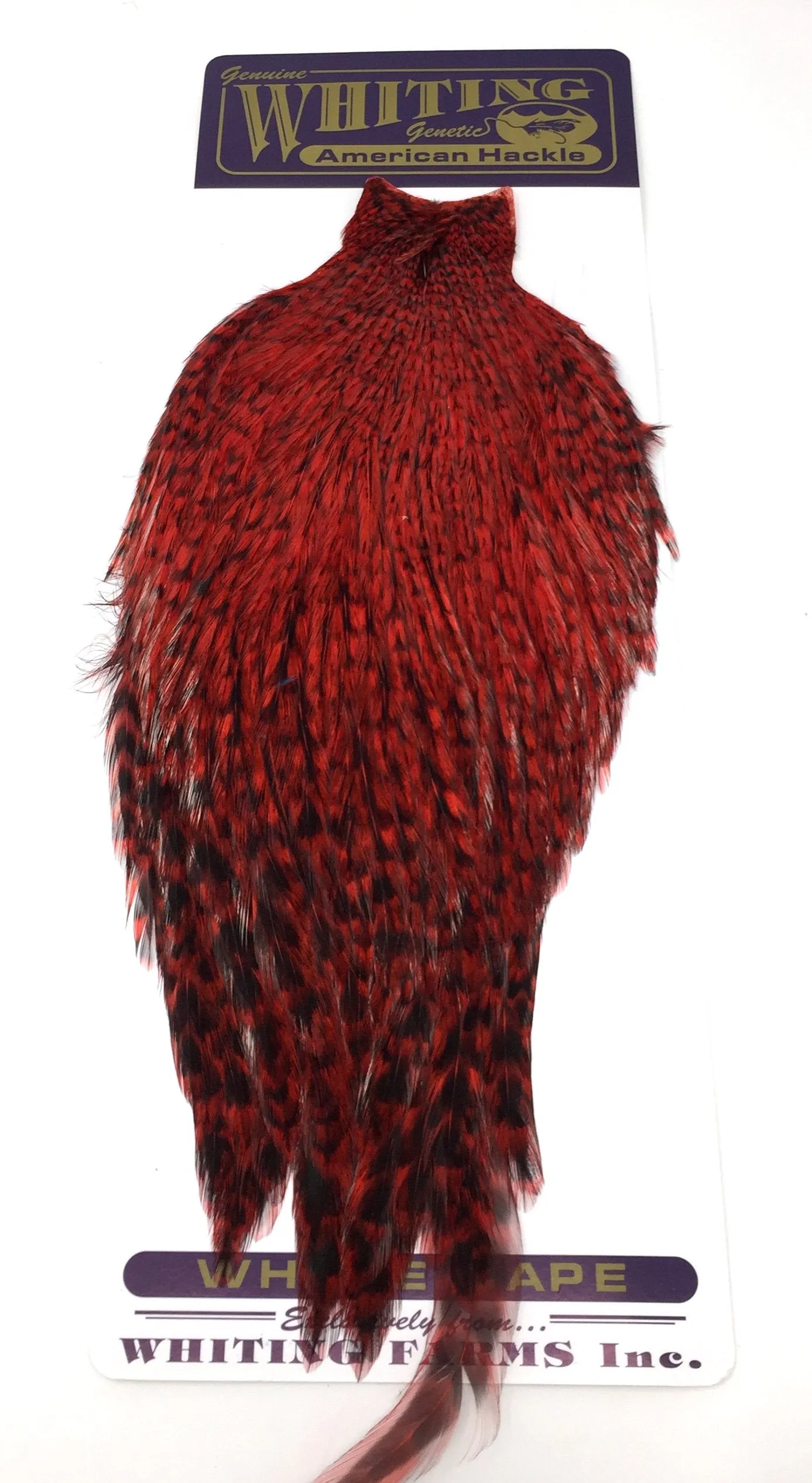 Whiting American Rooster Cape